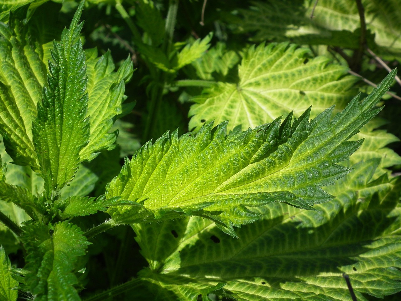 herbal hair loss rosemary nettle